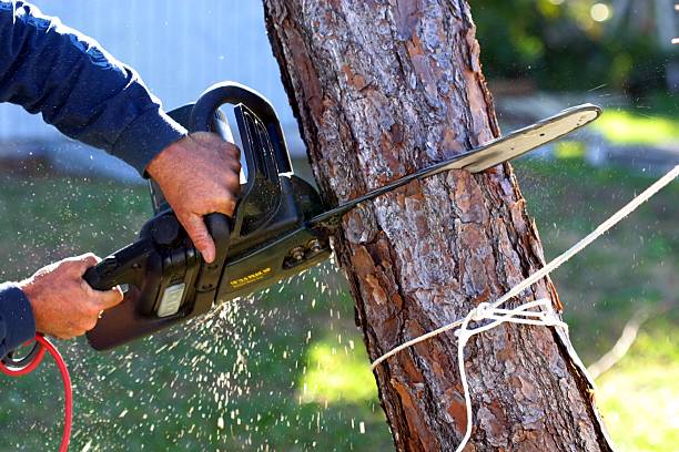 Pest Control for Lawns in Monarch Mill, SC